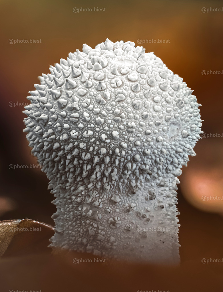 Porzellankeule | Ein stachelig-schöner Pilz im Herbstlaub. - Realisiert mit Pictrs.com