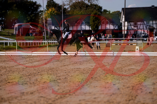 2026_10_03_Siefer-Hof_115609_Z81_96241766 | Professionelle Reitsport-, Turnier- und Eventfotografie von Robert Broda. Galerien mit ausgewählten und bearbeiteten Bildern direkt online ansehen und bestellen.
