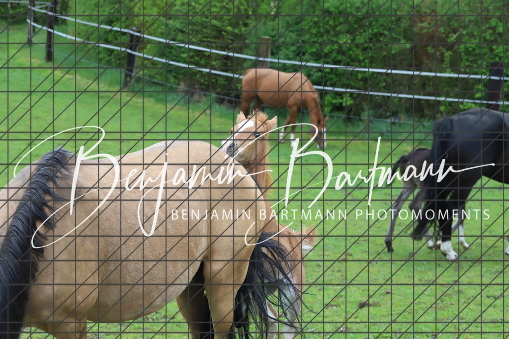 IMG_4322 | Benjamin Bartmann Photomoments