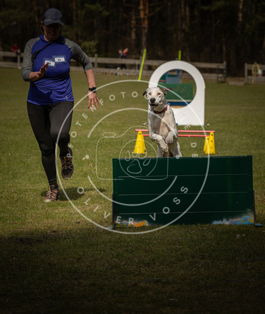 Pfotenfotografie_DV3A5595 | Hundefotografie, Tierfotograf, Pfotenfotografie, Fotoshooting Hund, Hunde Portrait, Hundesport, Hundeportraits, Heideshooting, Hunde, Sportfotograf, Hundefotograf, Turnierhundsport, THS,  - Realisiert mit Pictrs.com