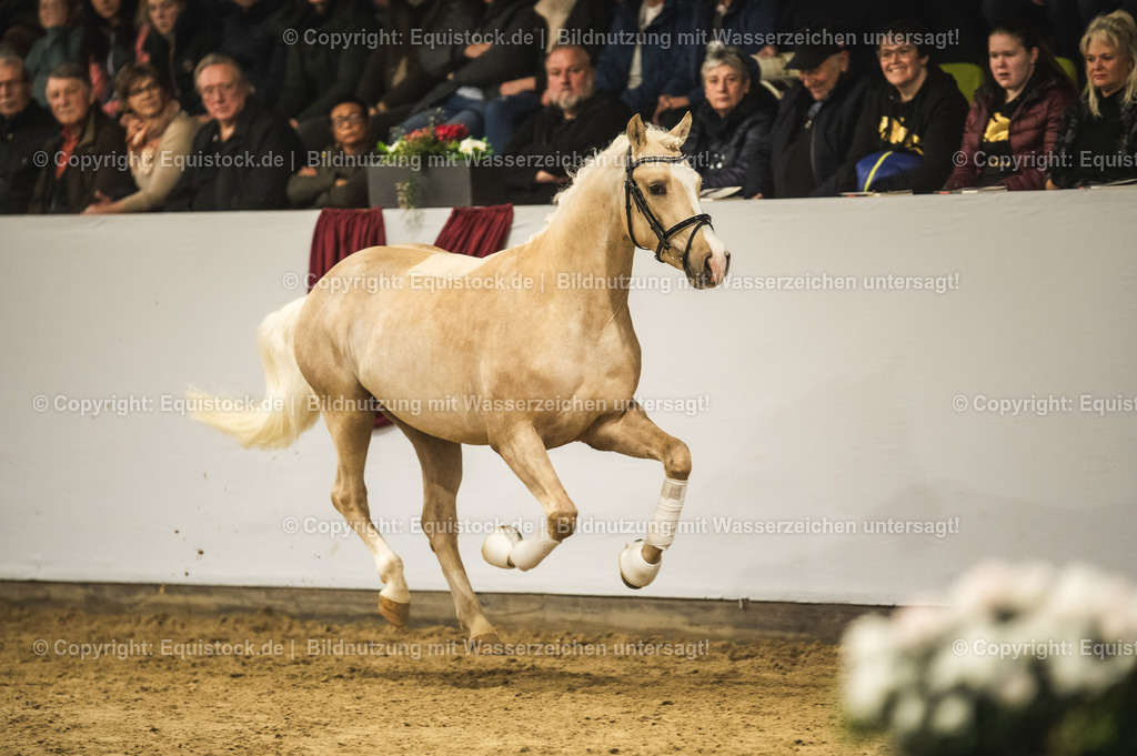 20240302_Hengstvorstellung_Marbach_TOMsPiC_0837 | equistock