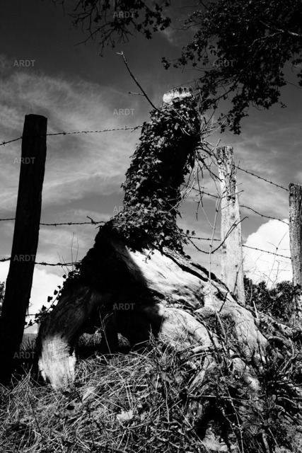 Baum Füße 5 | ARDT Foto Kunst