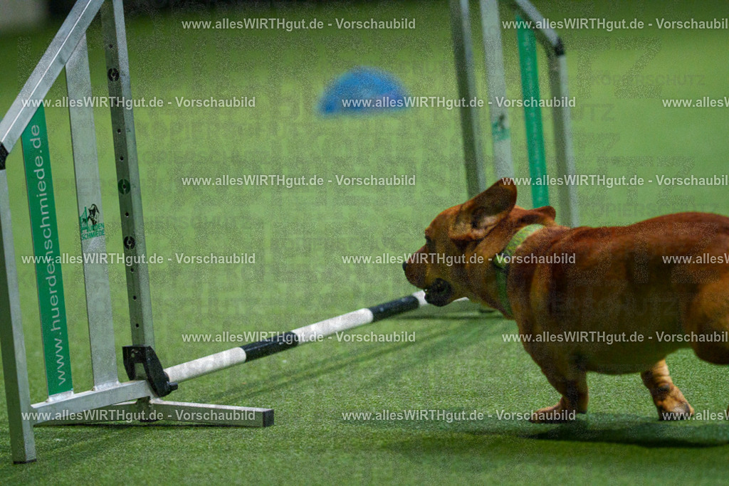 7R502384 | Professionelle Tierfotografie in Mönchengladbach von Daniel Wirth (allesWIRTHgut). Liebevolle & natürliche Bilder von Hunden & Katzen für unvergessliche Erinnerungen.