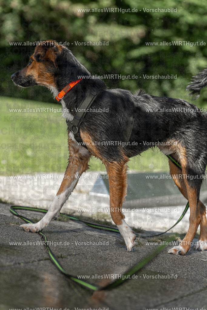 Hundeschwimmen_Volksbad_2026-allesWIRTHgut_Tierfotografie-2609061409-7R501034 | Professionelle Tierfotografie in Mönchengladbach von Daniel Wirth (allesWIRTHgut). Liebevolle & natürliche Bilder von Hunden & Katzen für unvergessliche Erinnerungen.