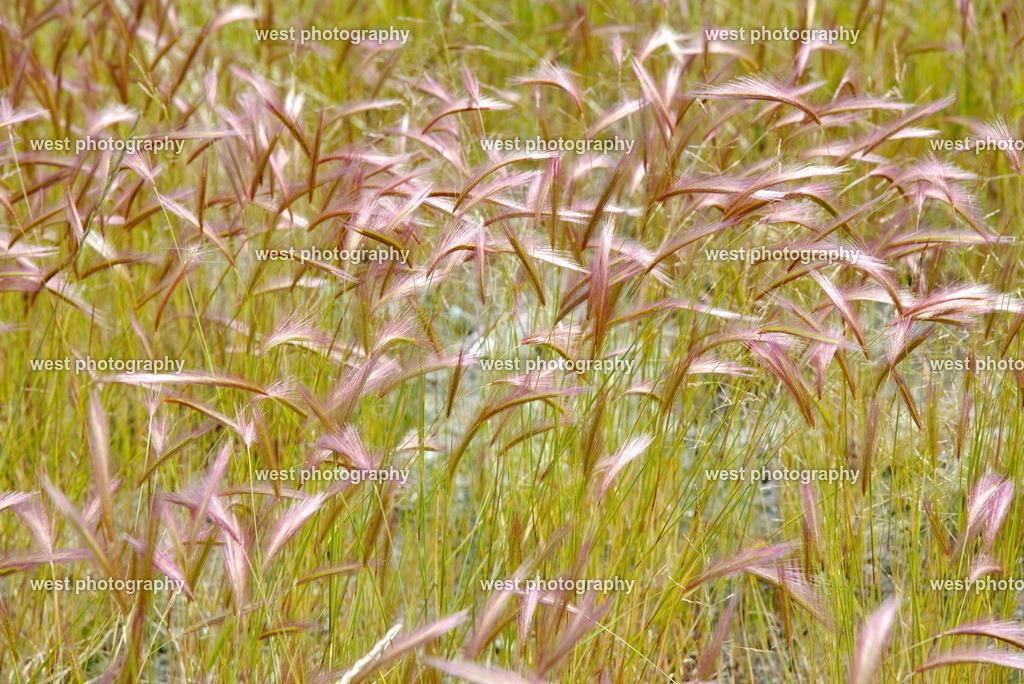 Field - 2019 CAN | west photography - Realisiert mit Pictrs.com