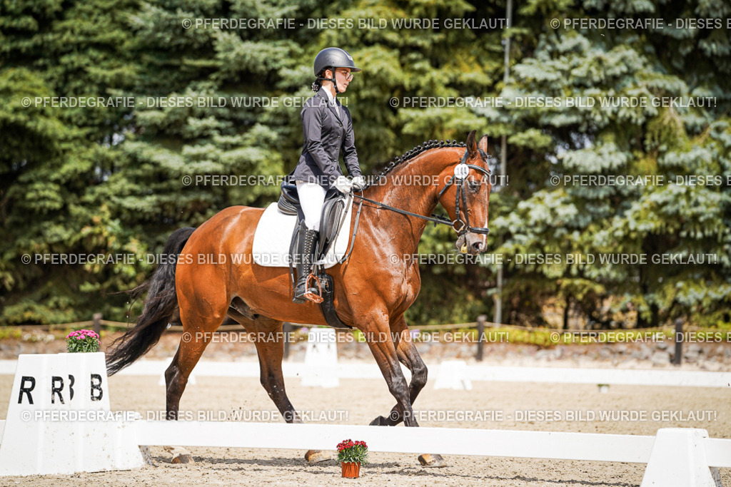 DSC02722 | Pferdegrafie