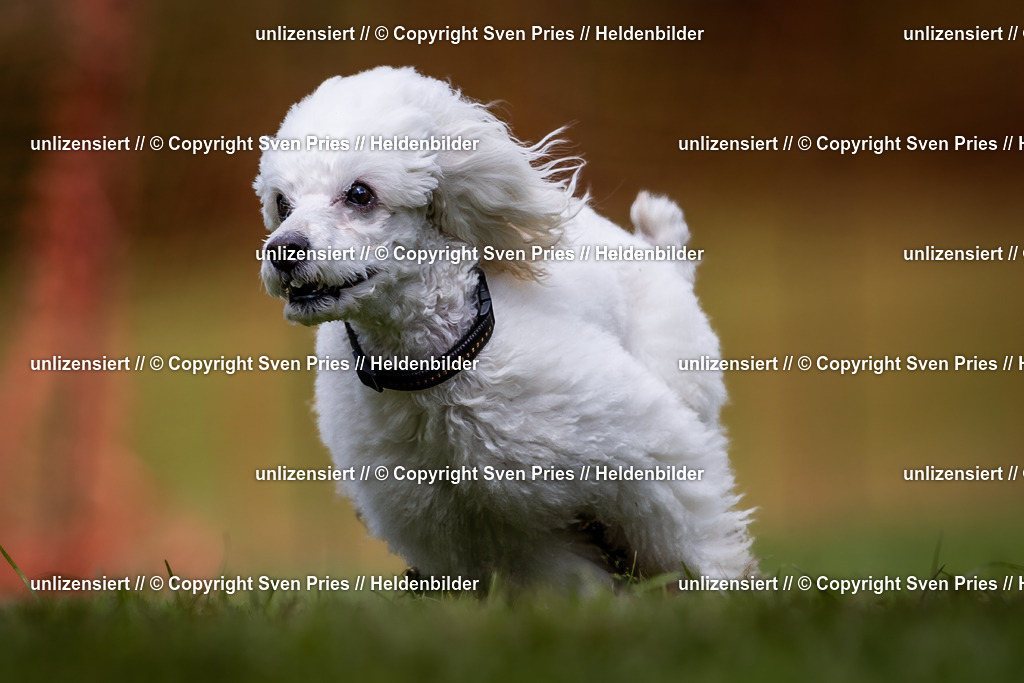 Sven Pries | 2024-04-21 - Hunderennen Baden-Oos
Foto: Sven Pries - Realisiert mit Pictrs.com