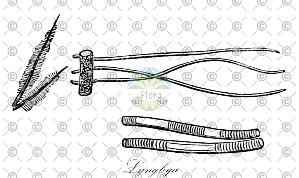 HistAbb_5HR4_9_ENZY_Simple | Historische Abbildung von Lyngbya - Oscillatoriaceae (0) | Historical Illustration of Lyngbya - Oscillatoriaceae (0)