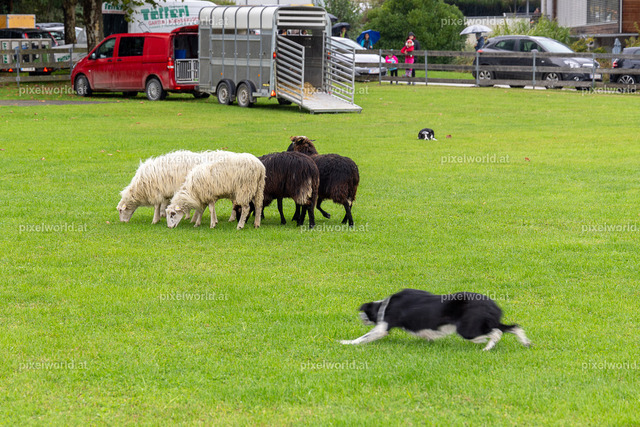 SchaZie-Tag Feldkirchen | Bildershop von pixelworld.at - Realisiert mit Pictrs.com