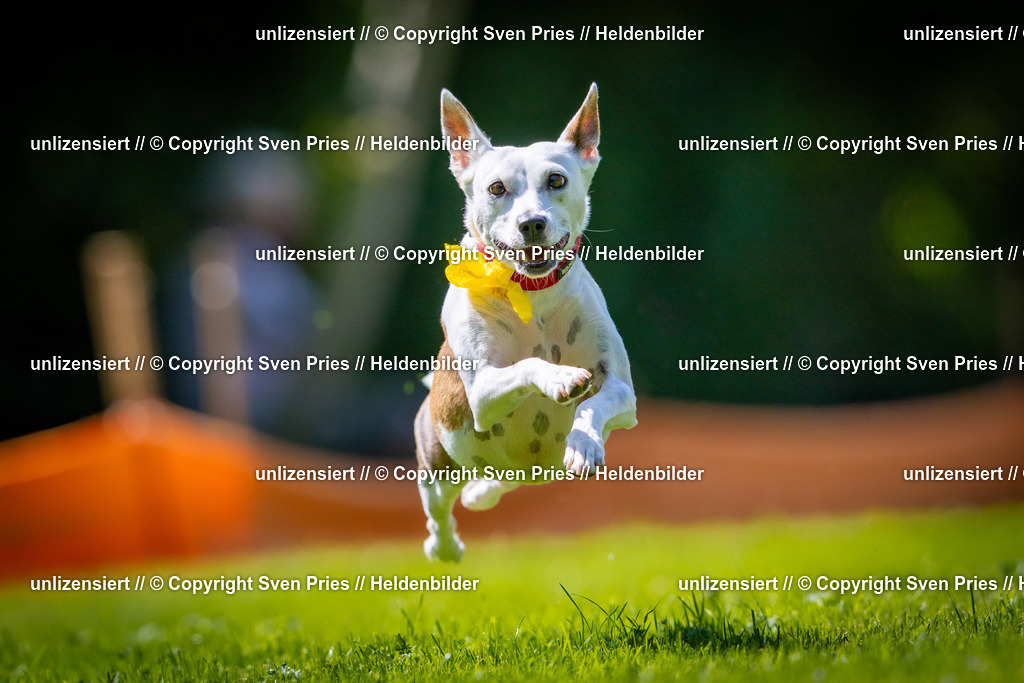 Sven Pries | 2025-08-10 - Hunderennen Durlach - Realisiert mit Pictrs.com