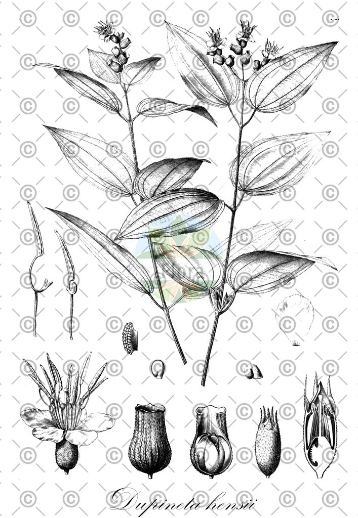 HistAbb_wfo-0000946828_1_ENZY_Simple | Historische Abbildung von Dupineta hensii - Melastomataceae | Historical Illustration of Dupineta hensii - Melastomataceae