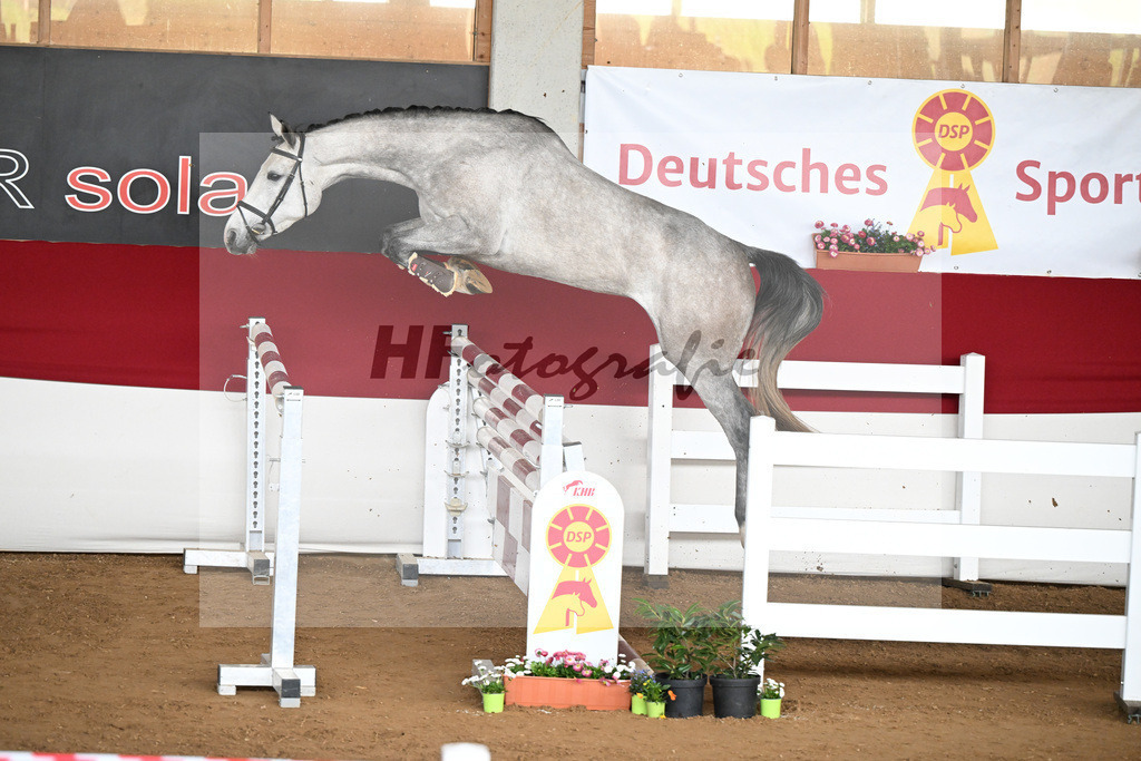 Kat-Nr. 48 Pia v. Colman de Revel_HS Sportpferde GbR_9240917 | hf-fotografie - Realizzato con Pictrs.com