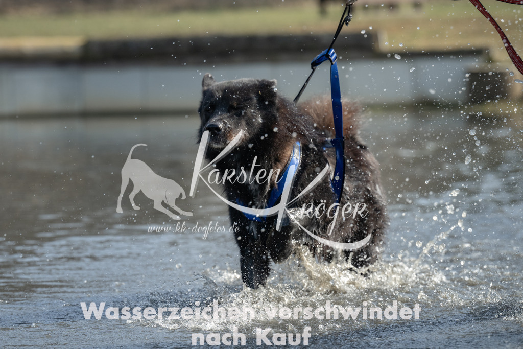 1233_ZZ90461 | kk-dogfotos