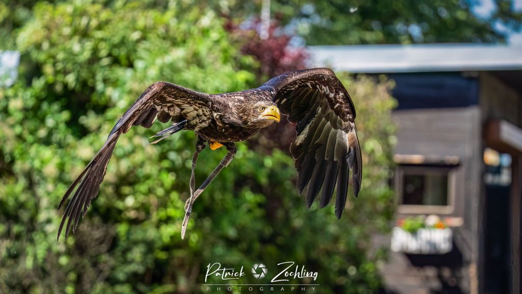 Kreuzenstein-Zöchling (26 von 46) | Mein Name ist Patrick Zöchling. Auf dieser Website siehst Du meine Projekte als Fotograf und kannst Dir Deine Fotos in Galerien ansehen und herunterladen. Über einen Webshop kannst Du Bilder ausarbeiten, auf T-Shirt drucken usw. - Realisiert mit Pictrs.com