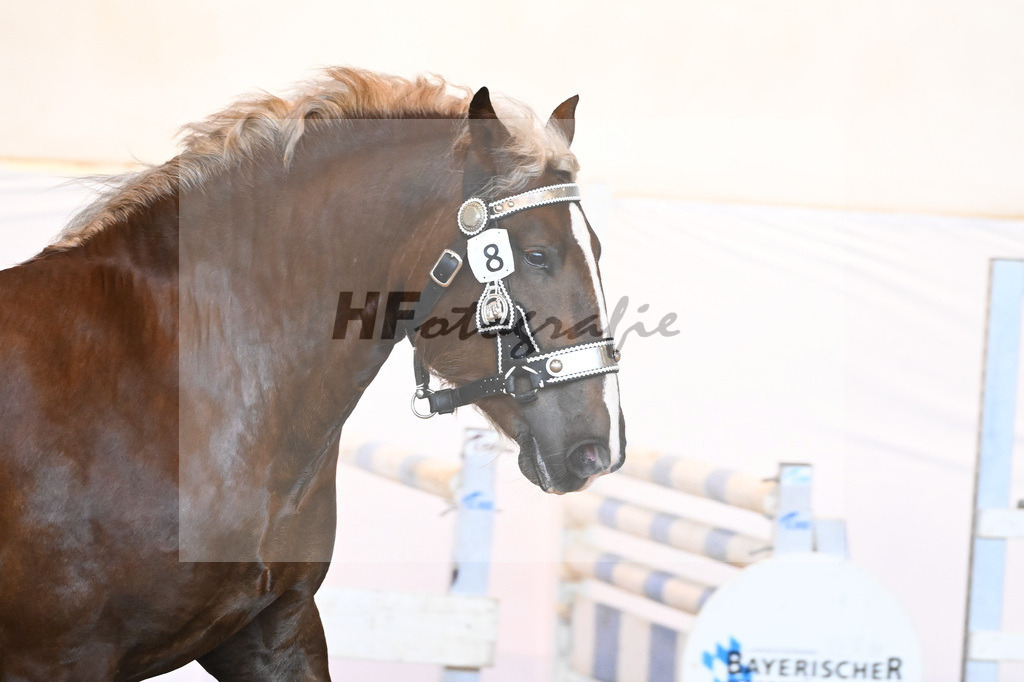 Kat-Nr. 8 v. Valegro_Glonecker_6240147 | hf-fotografie - Realisiert mit Pictrs.com