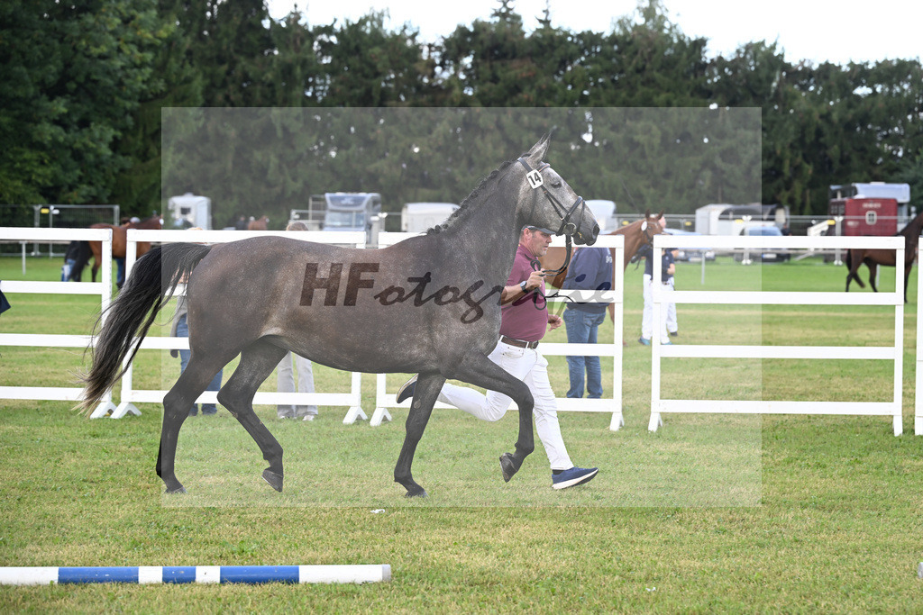 Kat-Nr. 14 Fleur Delacour v. Cayado_Dietrich_30250219 | hf-fotografie - Realisiert mit Pictrs.com