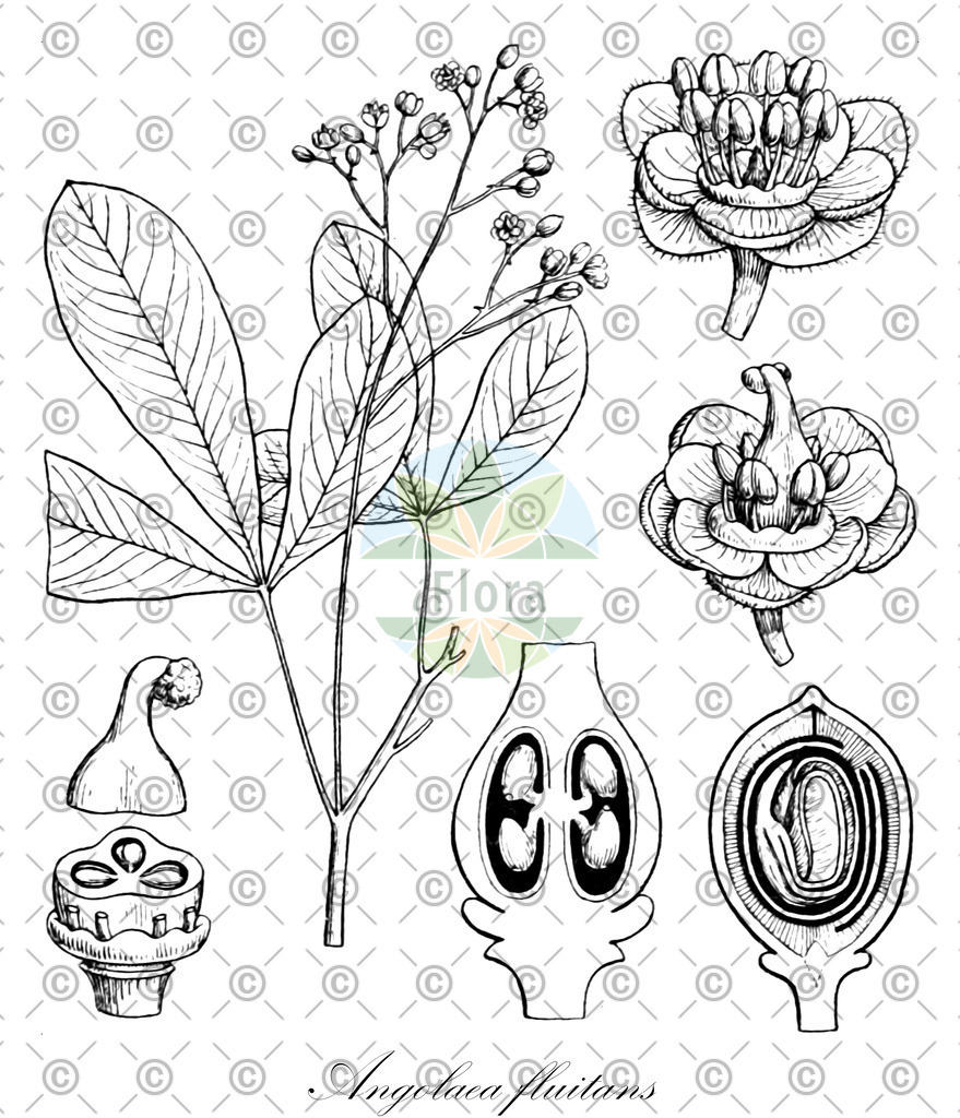 HistAbb_wfo-0000536542_246_ENZY_Simple | Historische Abbildung von Angolaea fluitans - Podostemaceae | Historical Illustration of Angolaea fluitans - Podostemaceae