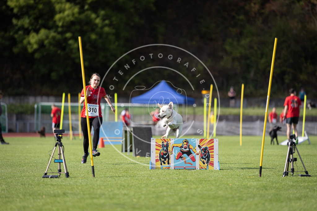 Pfotenfotografie_DV3A1696 | Hundefotografie, Tierfotograf, Pfotenfotografie, Fotoshooting Hund, Hunde Portrait, Hundesport, Hundeportraits, Heideshooting, Hunde, Sportfotograf, Hundefotograf, Turnierhundsport, THS,  - Realisiert mit Pictrs.com