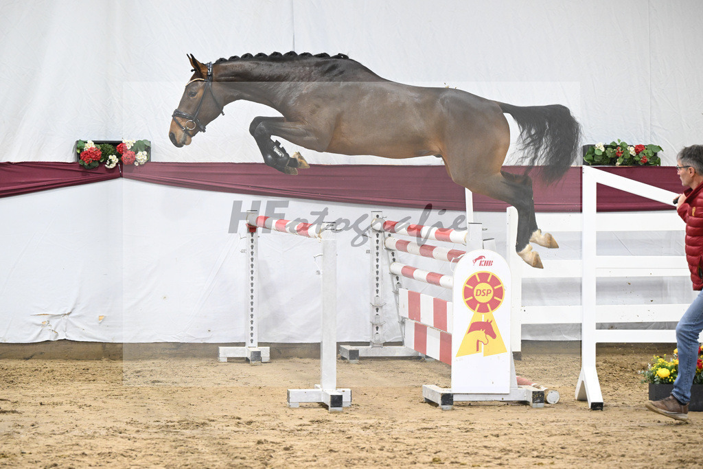 Kat-Nr. 79 Donthargos x Zacharov TN (Zippo)_Georg Wilbers Hengststation Ferienhof Stuecker_47252755 | hf-fotografie - Realisiert mit Pictrs.com