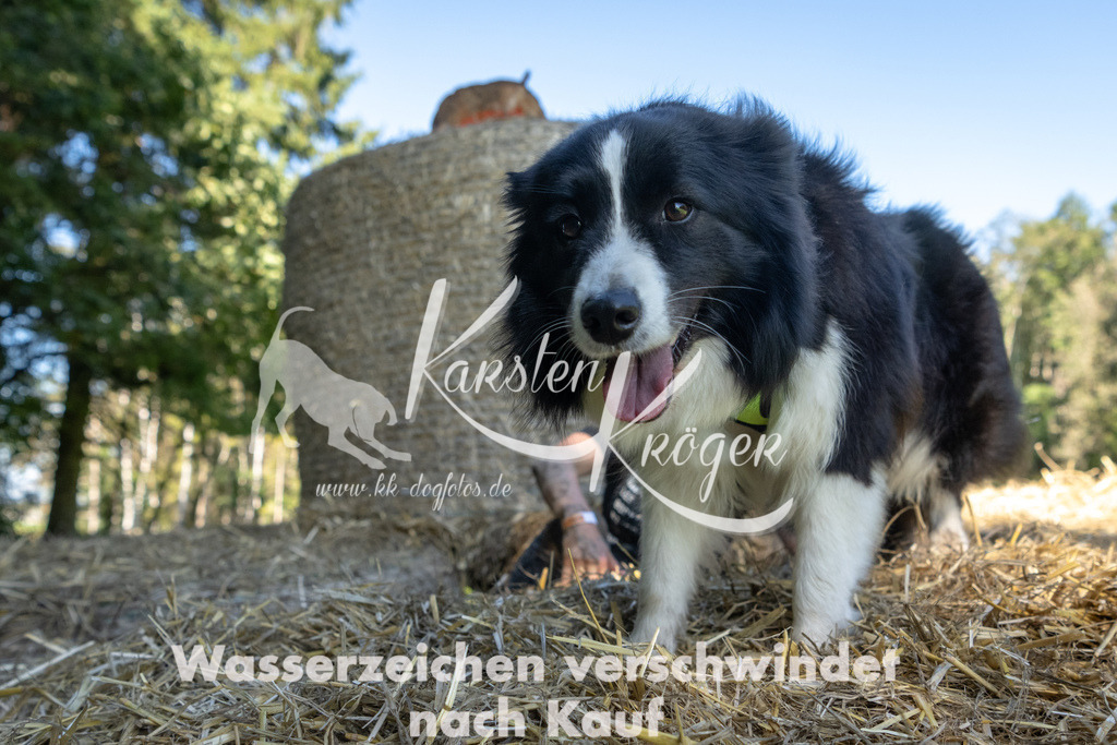 1427_ZZ93475-3 | kk-dogfotos