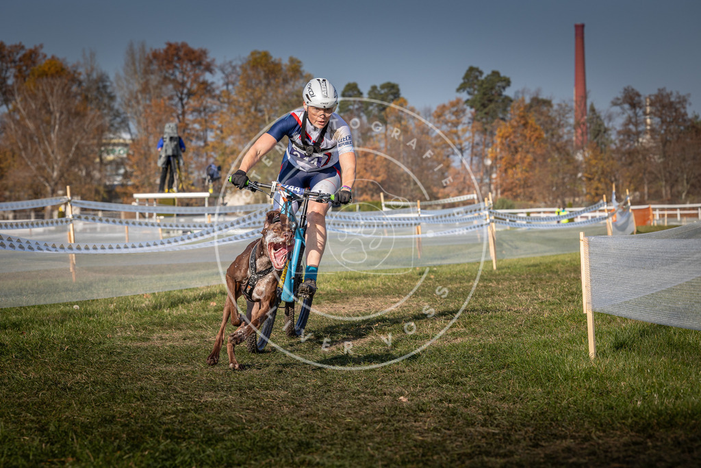 CaniXpix_0L8A7057 | Hundefotografie, Tierfotograf, Pfotenfotografie, Fotoshooting Hund, Hunde Portrait, Hundesport, Hundeportraits, Heideshooting, Hunde, Sportfotograf, Hundefotograf, Turnierhundsport, THS,  - Realisiert mit Pictrs.com