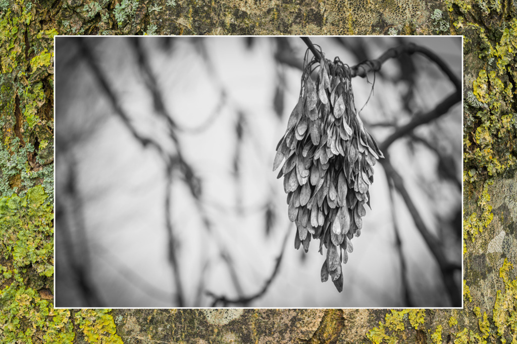 Esche, Borke, Früchte | Eine Esche im Winter, ihre Früchte im ruhigen Schwarz-Weiß gehalten; ihr von Flechten geschmückter Stamm gibt dem Bild seinen Rahmen. — Auflösung des Originals: 10200 x 6800 px. - Realisiert mit Pictrs.com