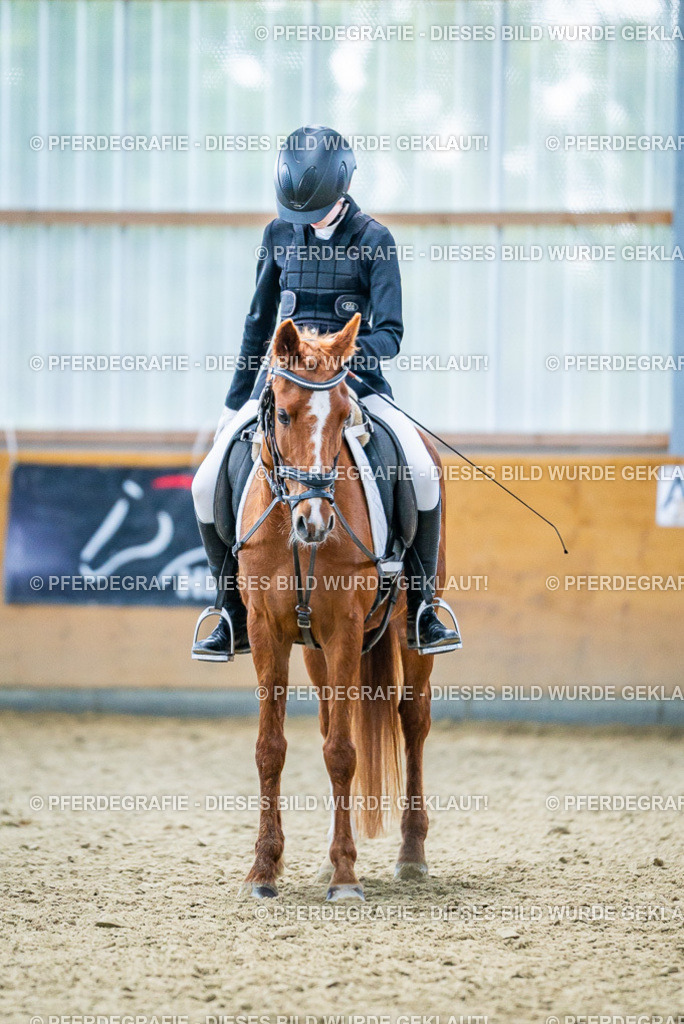 DSC04927 | Pferdegrafie