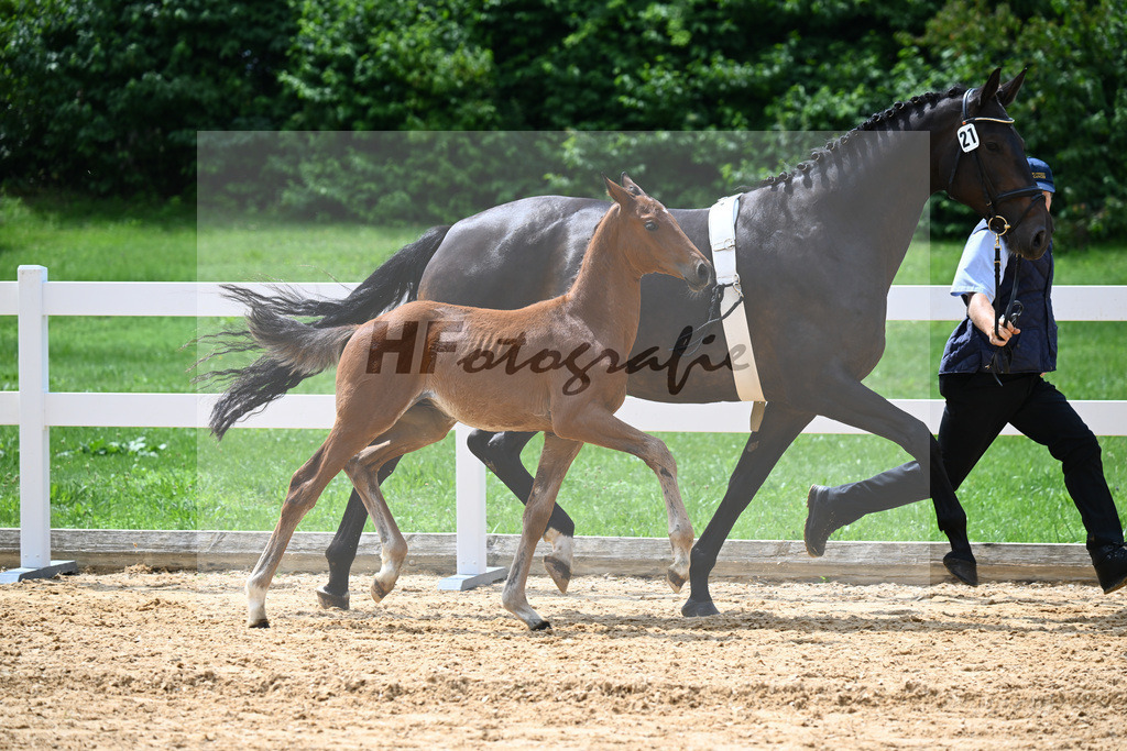 Kat-Nr. 21 Valenziano x Bailando_HLG Schwaiganger_27140673 | hf-fotografie - Realisiert mit Pictrs.com