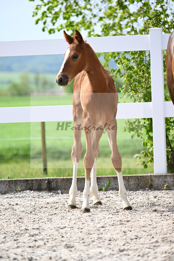 Kat-Nr. 11 HF Kannan x Conthargos_Riehm_23260311 | hf-fotografie - Realisiert mit Pictrs.com