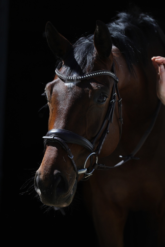 0P6A8719 | Willkommen bei Brunnmayr - Design & Fotografie – Ihrem Spezialisten für Reitturniere und Pferdeveranstaltungen in Oberösterreich, Salzburg und Bayern! Seit über 17 Jahren sind wir leidenschaftlich dabei.