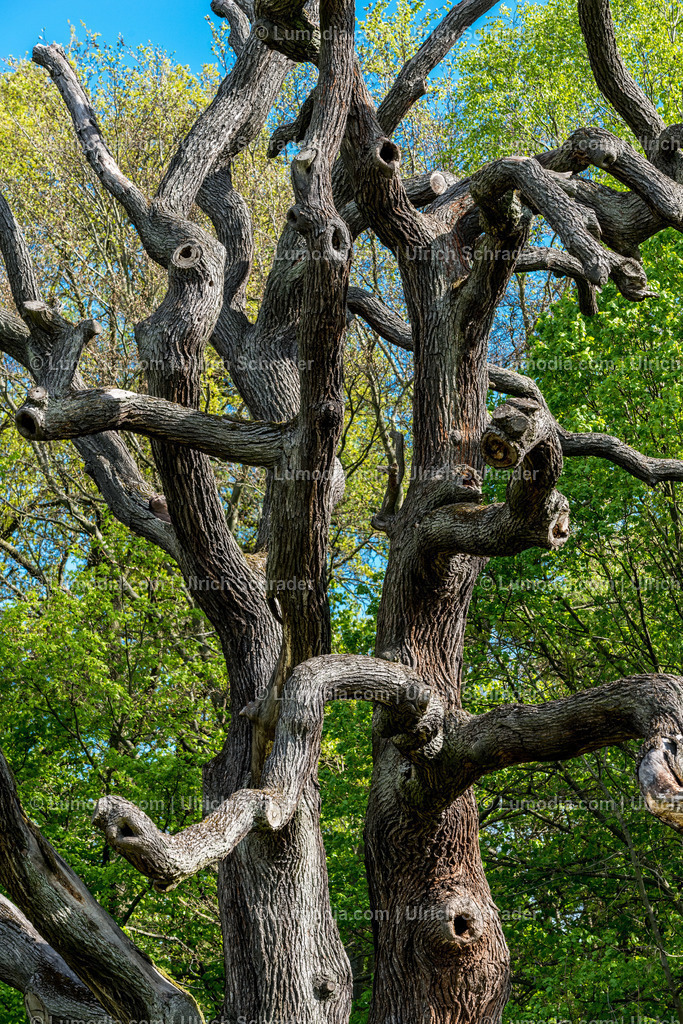 10049-3855 - Landschaftspark Degenershausen | Stockfoto und Bilderpool mit Bildmaterial aus Deutschland, dem Harz, Halberstadt, Quedlinburg, Wernigerode und weltweit. Qualitativ hochwertige und professionelle Fotos anschauen und kaufen. - Realisiert mit Pictrs.com