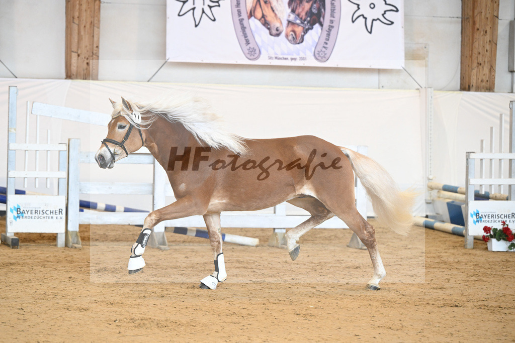 Kat-Nr. 17 v. Amore Mio_Stange_2230267 | hf-fotografie - Realisiert mit Pictrs.com