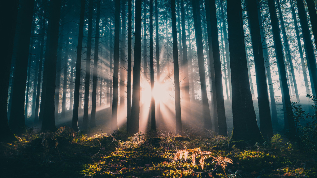 Schwarzwald | Von Sonnenstrahlen durchfluteter Wald - Realisiert mit Pictrs.com
