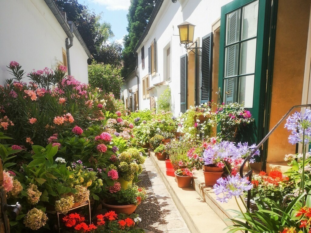 sea ​​of ​​flowers in the courtyard | Künstler/in Member of AKM/austromechana. Troubadour. 2026 a fascinating journey began with Tatjana my AI muse✨ METISSIREN set sails and left the harbor ⛵
