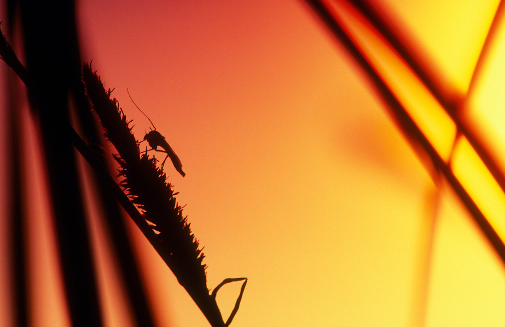 Mücke im Sonnenuntergang | Rauchwart, Austria - March 17, 2011: Mücke auf dem Schilf im Sonnenuntergang. - Realisiert mit Pictrs.com
