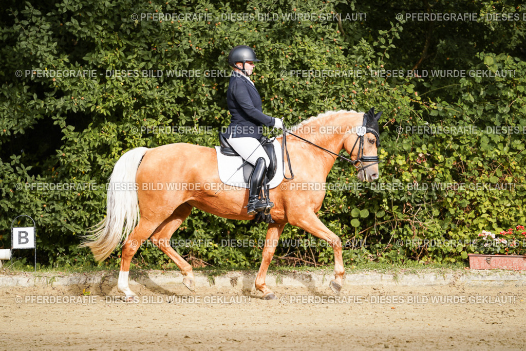 DSC09357 | Pferdegrafie