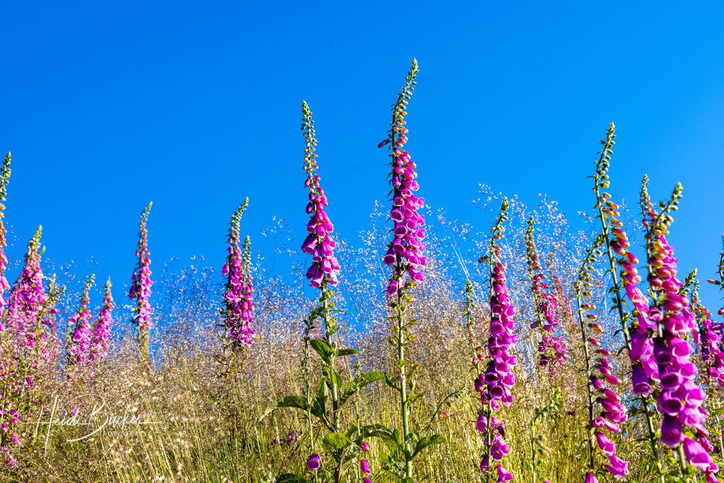 Roter Fingerhut | Roter Fingerhut - Realisiert mit Pictrs.com