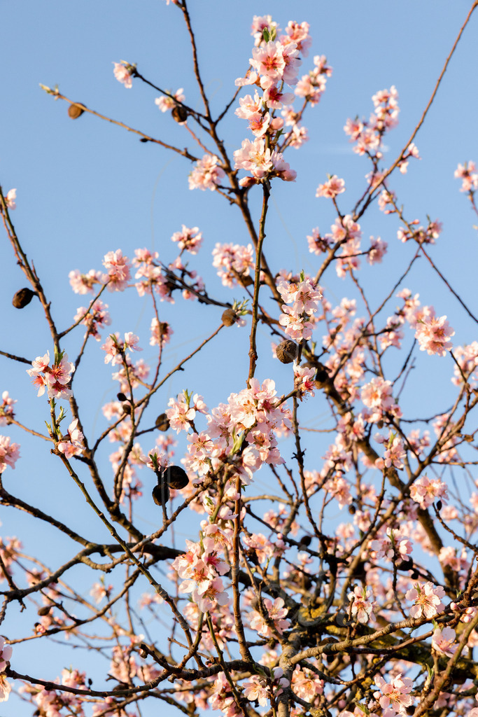 Marillenblüte bei Sonnenaufgang | Ihre Fotografin im Lungau, ihre Fotografin im Mostviertel, Wandbilder Onlineshop, Imagefotos für Ihr Unternehmen,  - Realisiert mit Pictrs.com