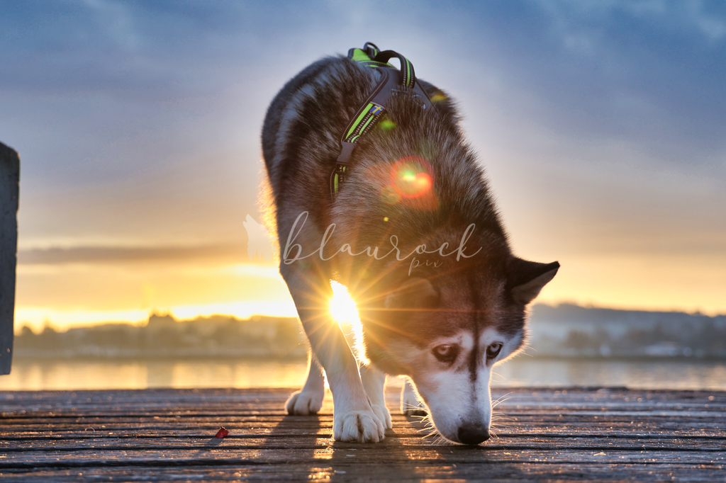 Tier_00053 | Sportbilder, Sportfotograf, Hochzeits- und Eventfotografin, Flugshows, Portraits und Tiershooting, Aviation, Downhill, Nationalleague, Swissleague, International