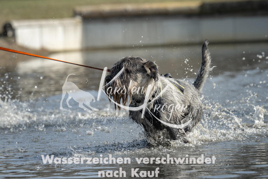 1234_ZZ90617 | kk-dogfotos