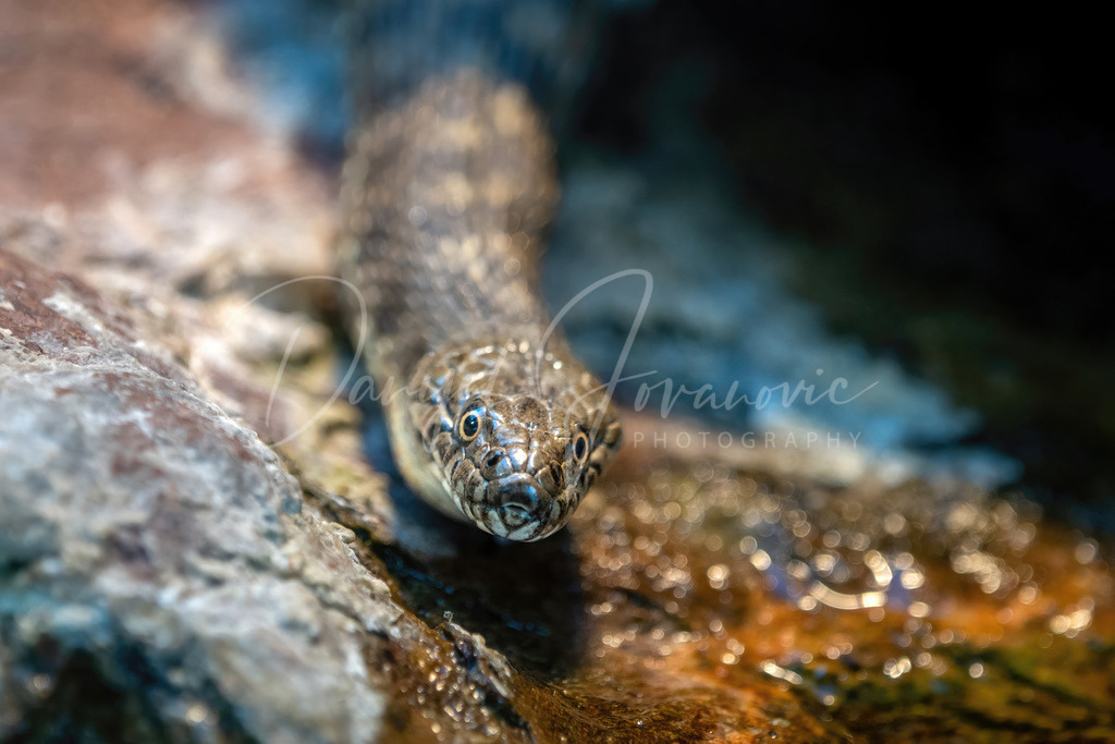 Würfelnatter | Eine Würfelnatter an der Wasserquelle