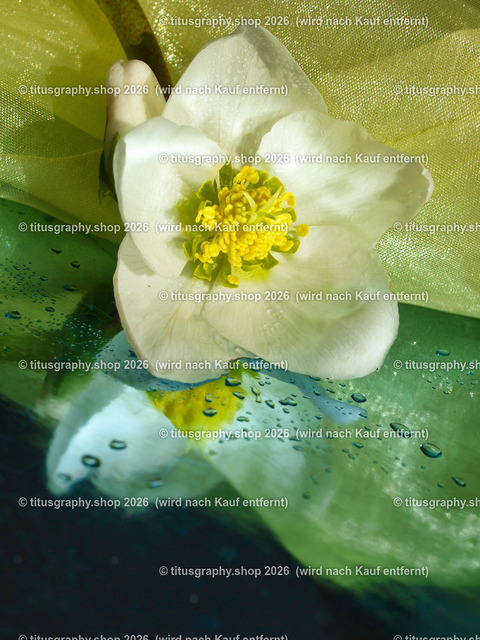 titusgraphy_P2244272-vz-ln | titusgraphy-shop: Geschenkideen mit Qualitätsfotos. titusgraphy-shop: gift ideas with quality photos. titusgraphy-shop: idées cadeaux avec photos de qualité.  - Realisiert mit Pictrs.com