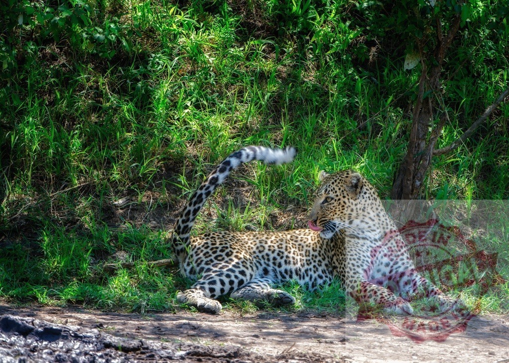 Leopard resting in green safari wilderness habitat | Spotted leopard lying on dirt next to green grass, licking its fur in sunlight - Realized with Pictrs.com