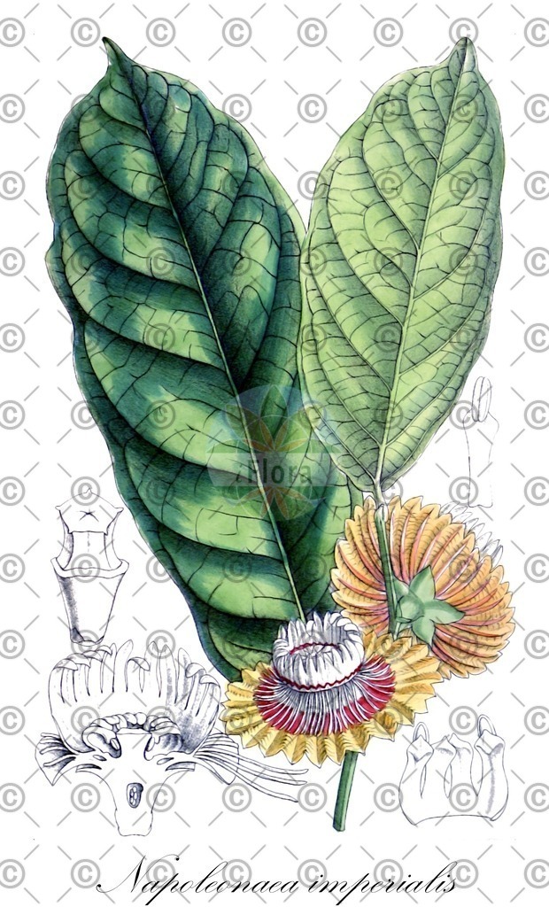 HistAbb_wfo-0001196571_1_ENZY_Simple | Historische Abbildung von Napoleonaea imperialis - Lecythidaceae | Historical Illustration of Napoleonaea imperialis - Lecythidaceae