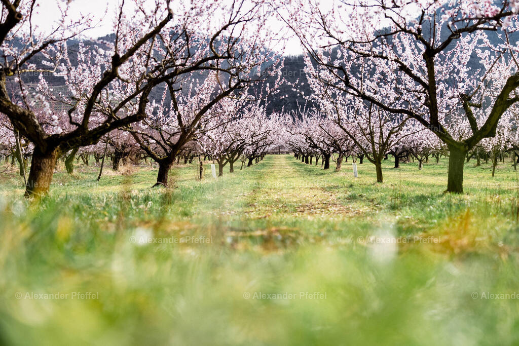 foto_c_pfeffel-partner-0185-R52_6348-Bearbeitet | alexander-pfeffel - Realisiert mit Pictrs.com