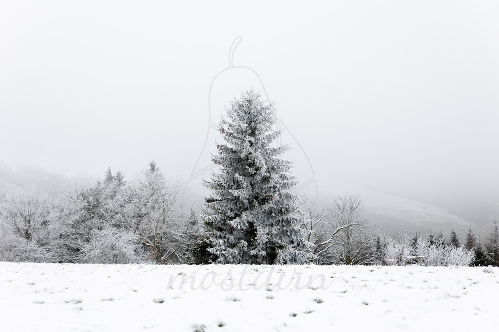 Frostiger Mostweg | Ihre Fotografin im Lungau, ihre Fotografin im Mostviertel, Wandbilder Onlineshop, Imagefotos für Ihr Unternehmen,  - Realisiert mit Pictrs.com