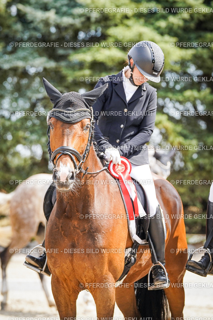 DSC02259 | Pferdegrafie