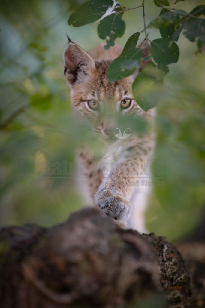 20220820181335 | Ein Luchs mit seinem charakteristischen gefleckten Fell und den spitzen Ohrbüscheln schaut aufmerksam durch das dichte grüne Laubwerk. Er befindet sich auf einem dicken Ast oder Baumstamm, der im Vordergrund unscharf zu sehen ist, und scheint einen Schritt nach vorne zu machen. Seine bernsteinfarbenen Augen sind direkt auf den Betrachter gerichtet, was einen intensiven und wachsamen Ausdruck vermittelt. Die Umgebung ist von unscharfem Grün dominiert, was auf einen Wald oder eine bewaldete Umgebung hindeutet und die Tarnung des Tieres unterstreicht. Es ist keine direkte Interaktion mit anderen Tieren erkennbar, der Luchs scheint zu beobachten oder sich vorsichtig zu bewegen. - Realisiert mit Pictrs.com