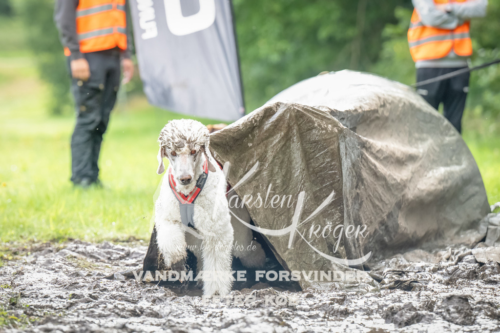 0909_ZZ90202-Bearbeitet | kk-dogfotos