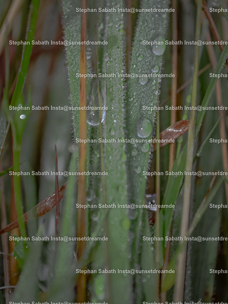 Grashalm mit Tropfen | Sie werden ihren Augen nicht trauen